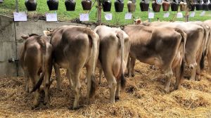 B71_Riedi Peter Brglen_CORINA CH 120.0550.8400.7 CAFINO 